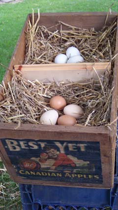 how-many-nesting-boxes-per-chicken